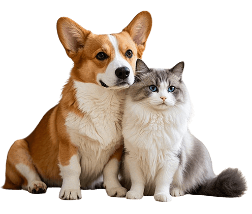 Jinshwaypets Corgi and Cat